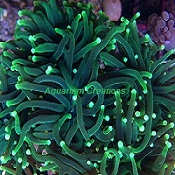 Picture of Green Torch Corals, Australia